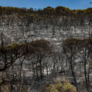 Multen l'empresa on treballava l'operari que va originar l'incendi de les Gavarres amb 300.000 euros