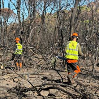 Comencen a treballar per recuperar la zona cremada de les Gavarres