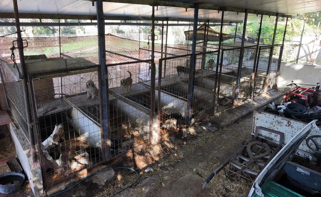 Un gos en males condicions destapa una gossera sense permís a Cassà que amagava plantes de marihuana