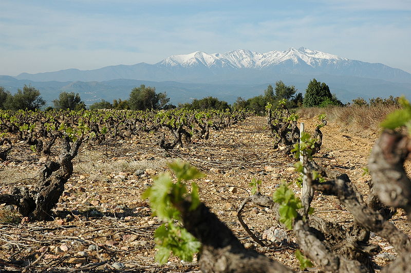 vinyes emporda